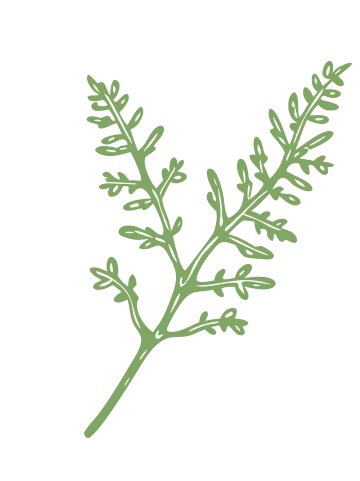 Illustration plante verte