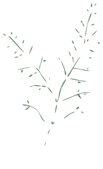 Icon plante - Escargot de Bourgogne